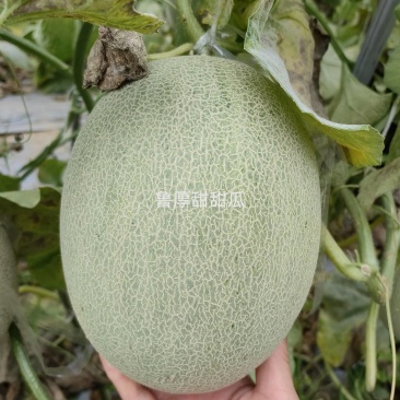 鲁厚甜甜瓜