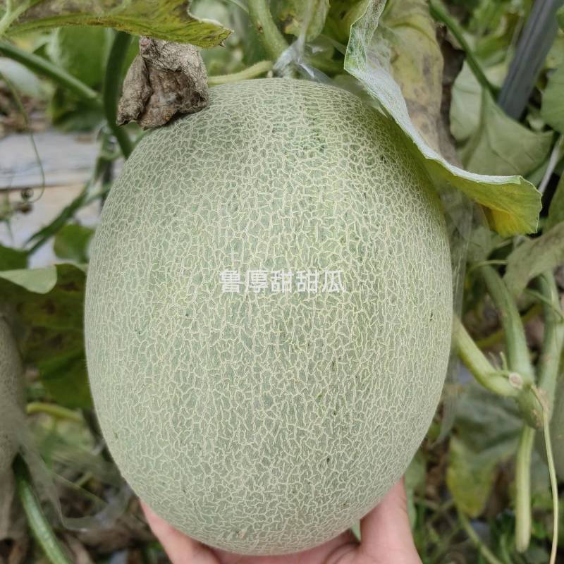 鲁厚甜甜瓜