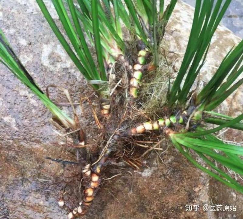 野生石菖蒲种苗，联系加