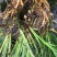 野生石菖蒲种苗，联系加