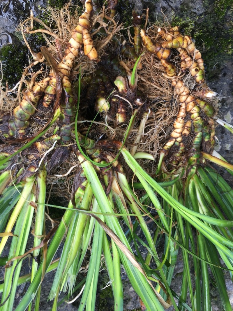 野生石菖蒲种苗，联系加