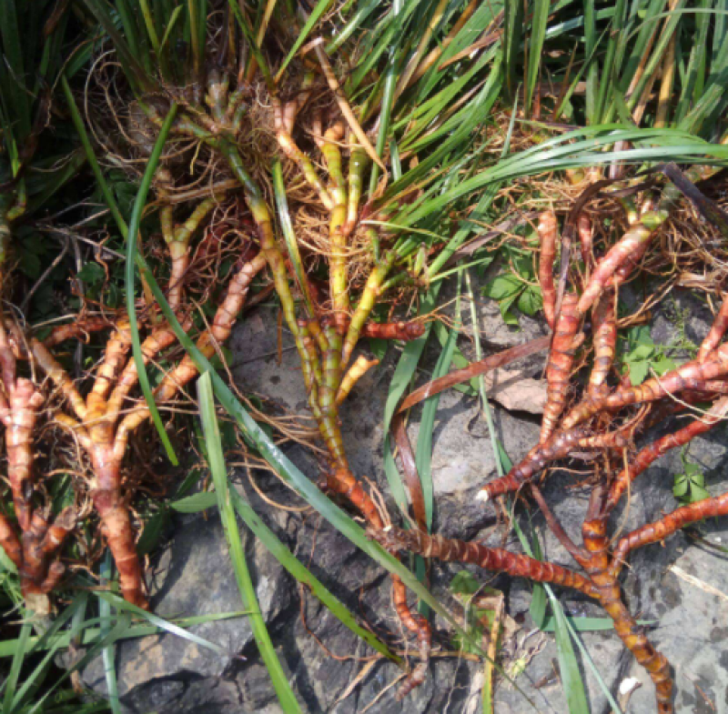 野生石菖蒲种苗，联系加