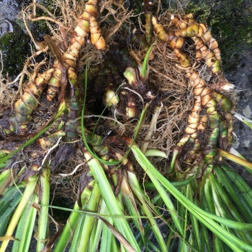 野生石菖蒲种苗，联系加