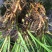 野生石菖蒲种苗，联系加