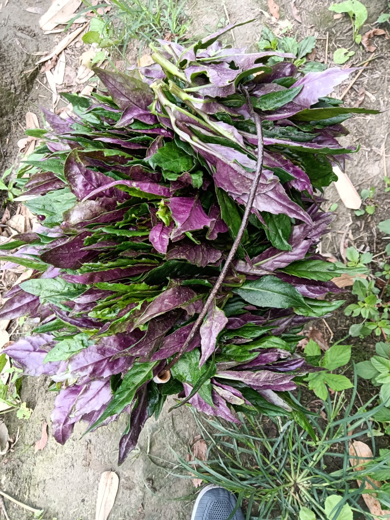 血皮莱