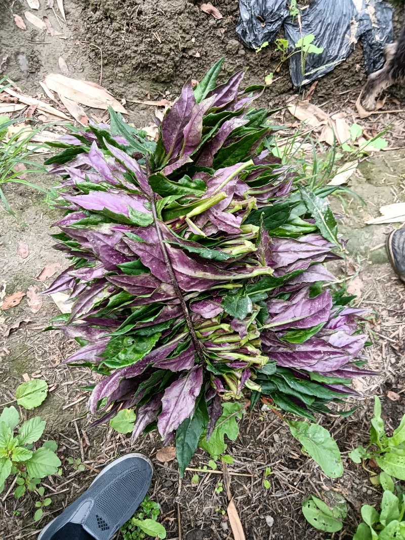 血皮莱