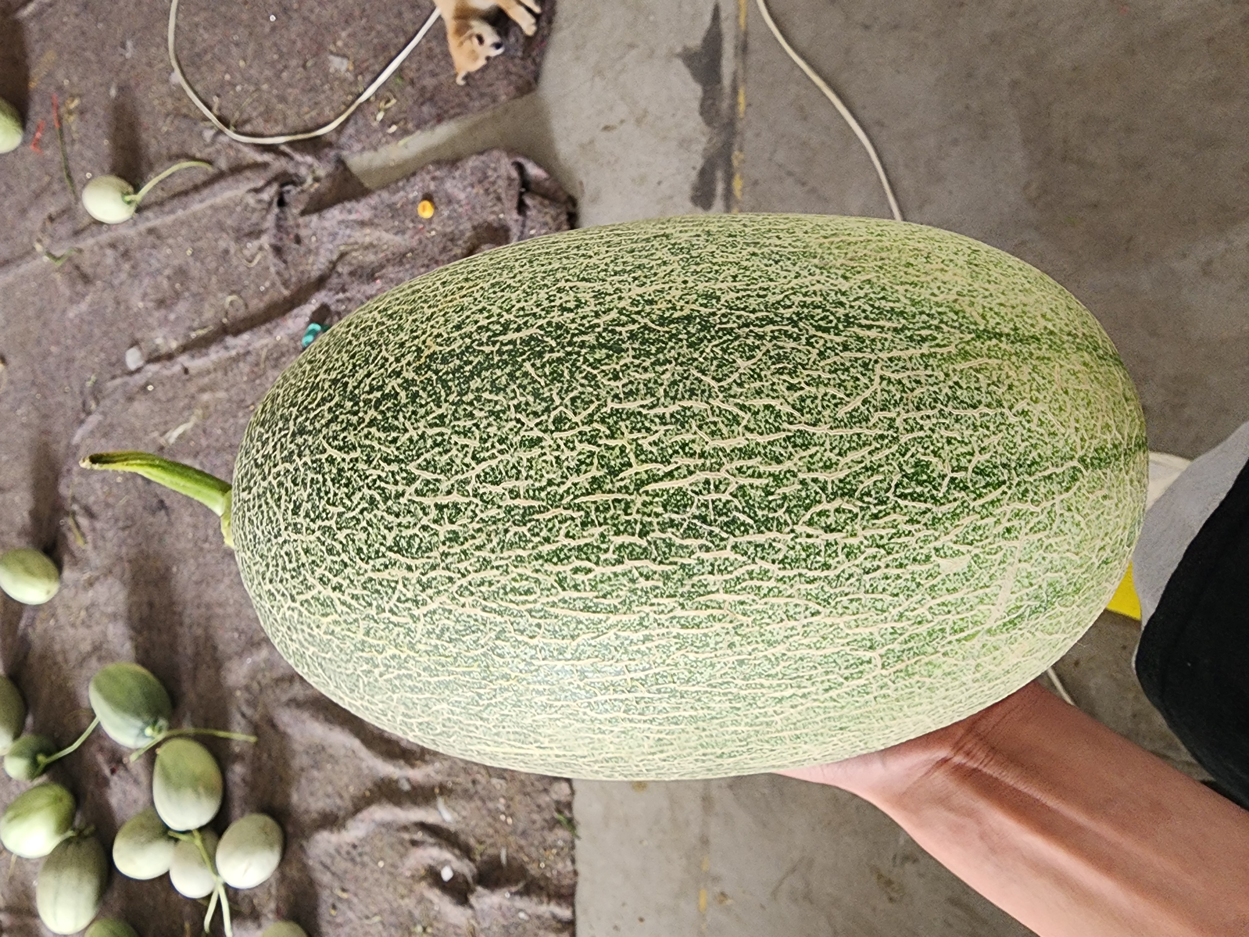 图中展示了西瓜、哈密瓜、香瓜、翠梨甜瓜等多种常见西甜瓜类水果,清晰展示其外观特征 西甜瓜的分类图解