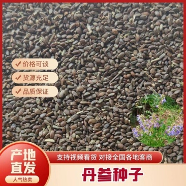 丹参种子新采丹参籽保质保量包邮