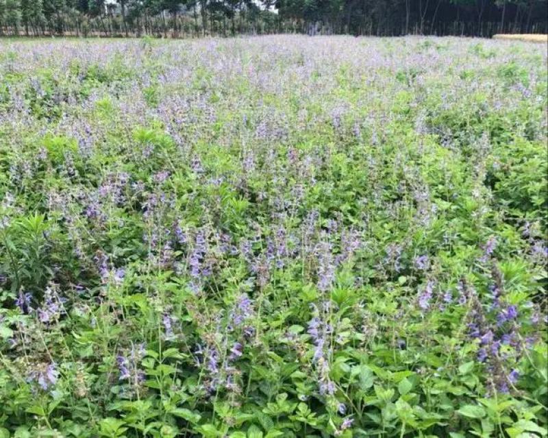 丹参种子新采丹参籽保质保量包邮