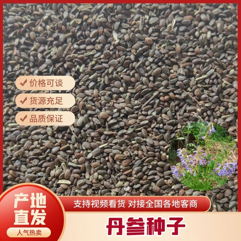 丹参种子新采丹参籽保质保量包邮