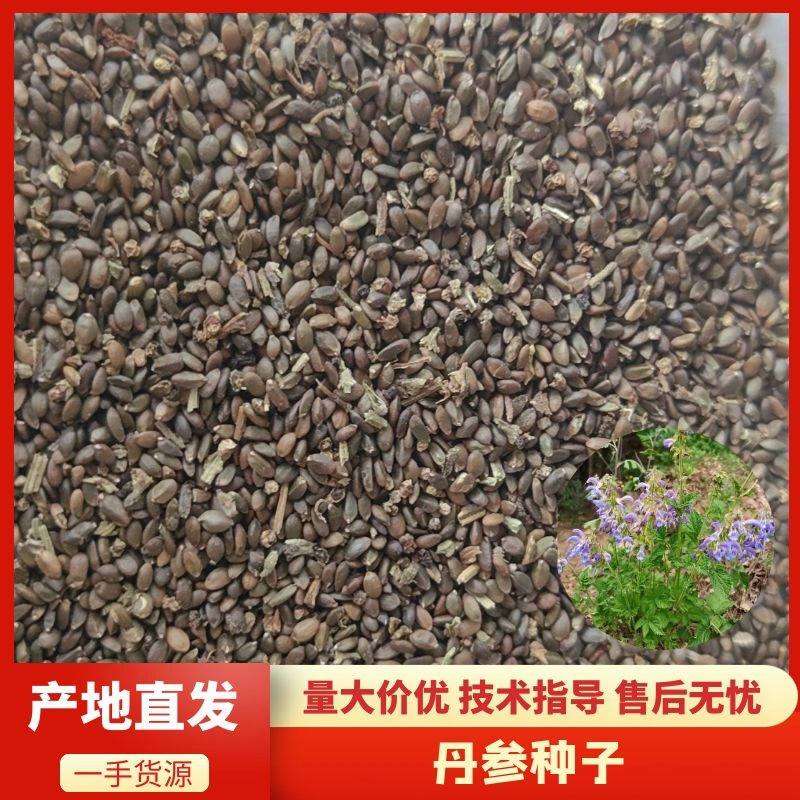 丹参种子新采丹参籽保质保量包邮