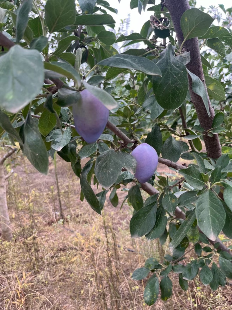 西梅，蓝蜜西梅，法兰西西梅，红西梅，蓝西梅，电商一件代发