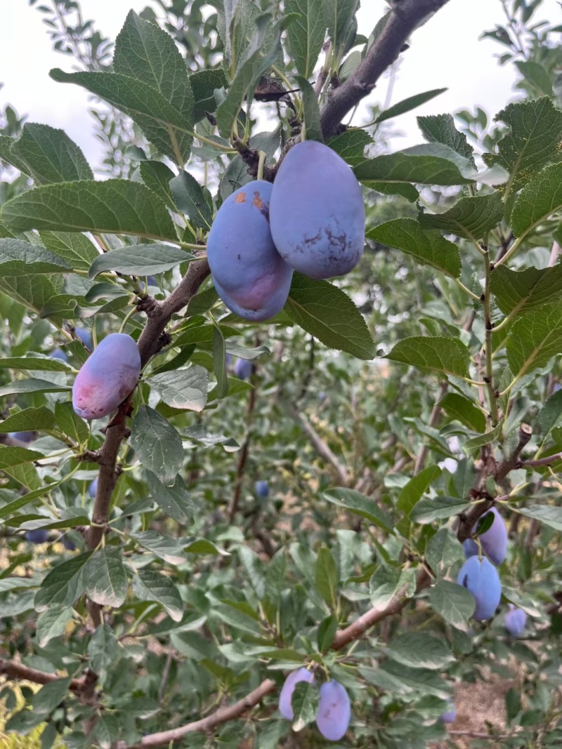 西梅，蓝蜜西梅，法兰西西梅，红西梅，蓝西梅，电商一件代发