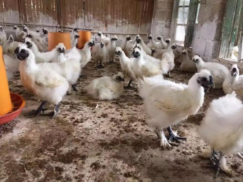 竹丝鸡苗白凤乌鸡品种质量保证厂家直销