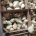 竹丝鸡苗白凤乌鸡品种质量保证厂家直销