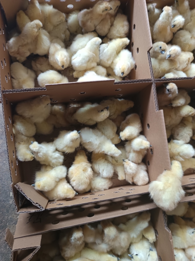 竹丝鸡苗白凤乌鸡品种质量保证厂家直销