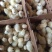 竹丝鸡苗白凤乌鸡品种质量保证厂家直销