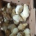 竹丝鸡苗白凤乌鸡品种质量保证厂家直销