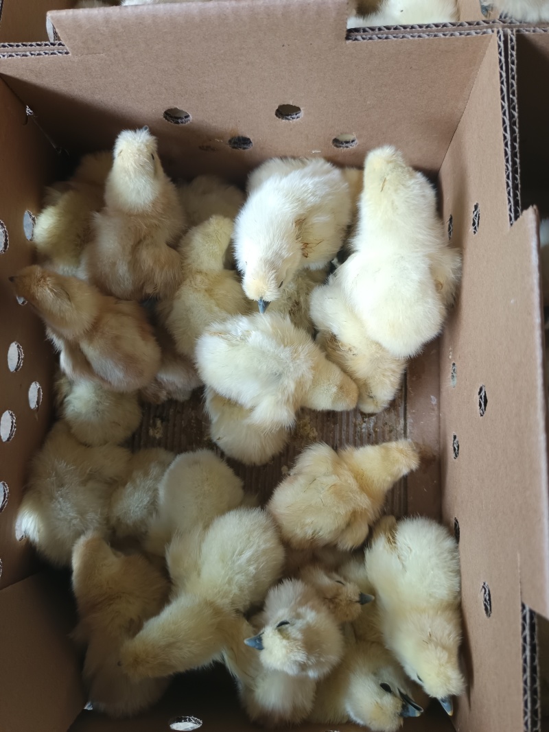 竹丝鸡苗白凤乌鸡品种质量保证厂家直销