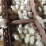 竹丝鸡苗白凤乌鸡品种质量保证厂家直销