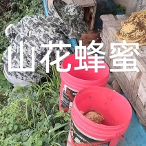 正宗野蜂蜜大量有货地址铜仁德江县可以来本地看长期合