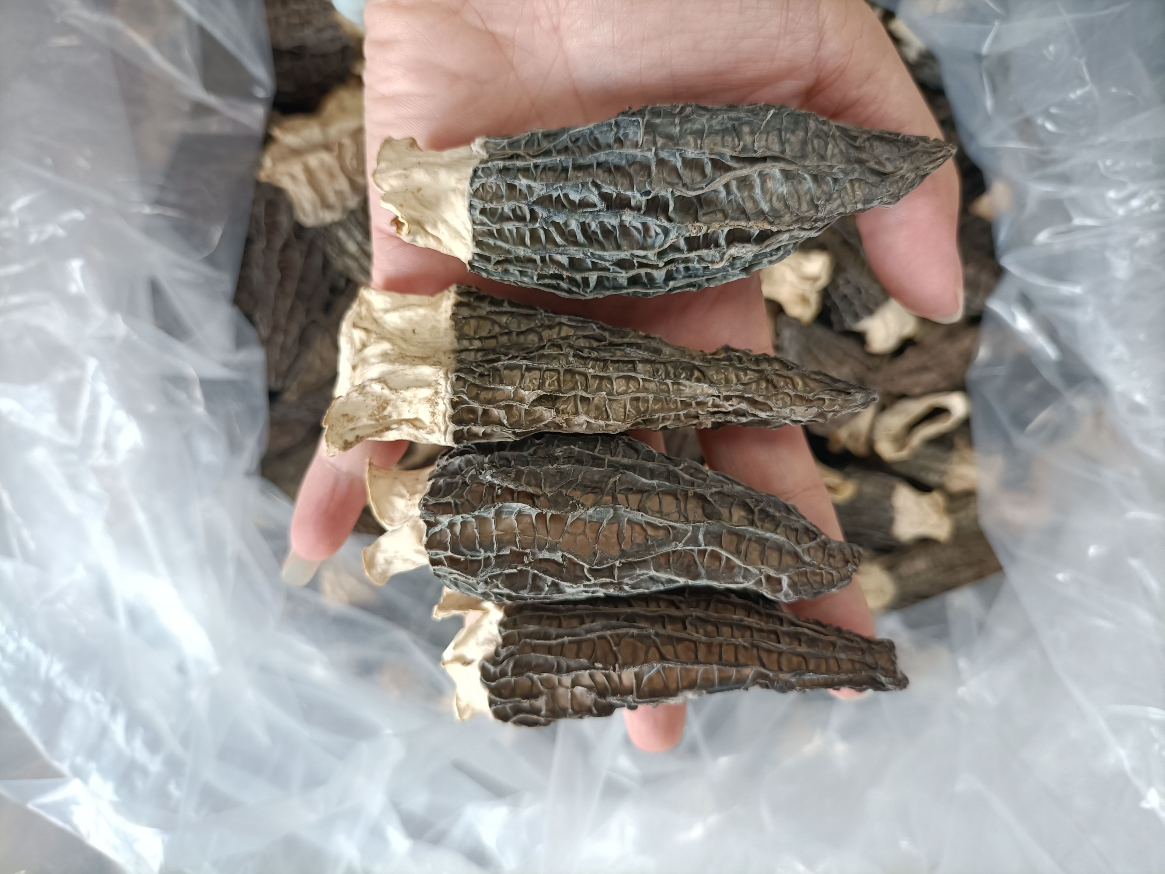 羊肚菌不同颜色对比图
