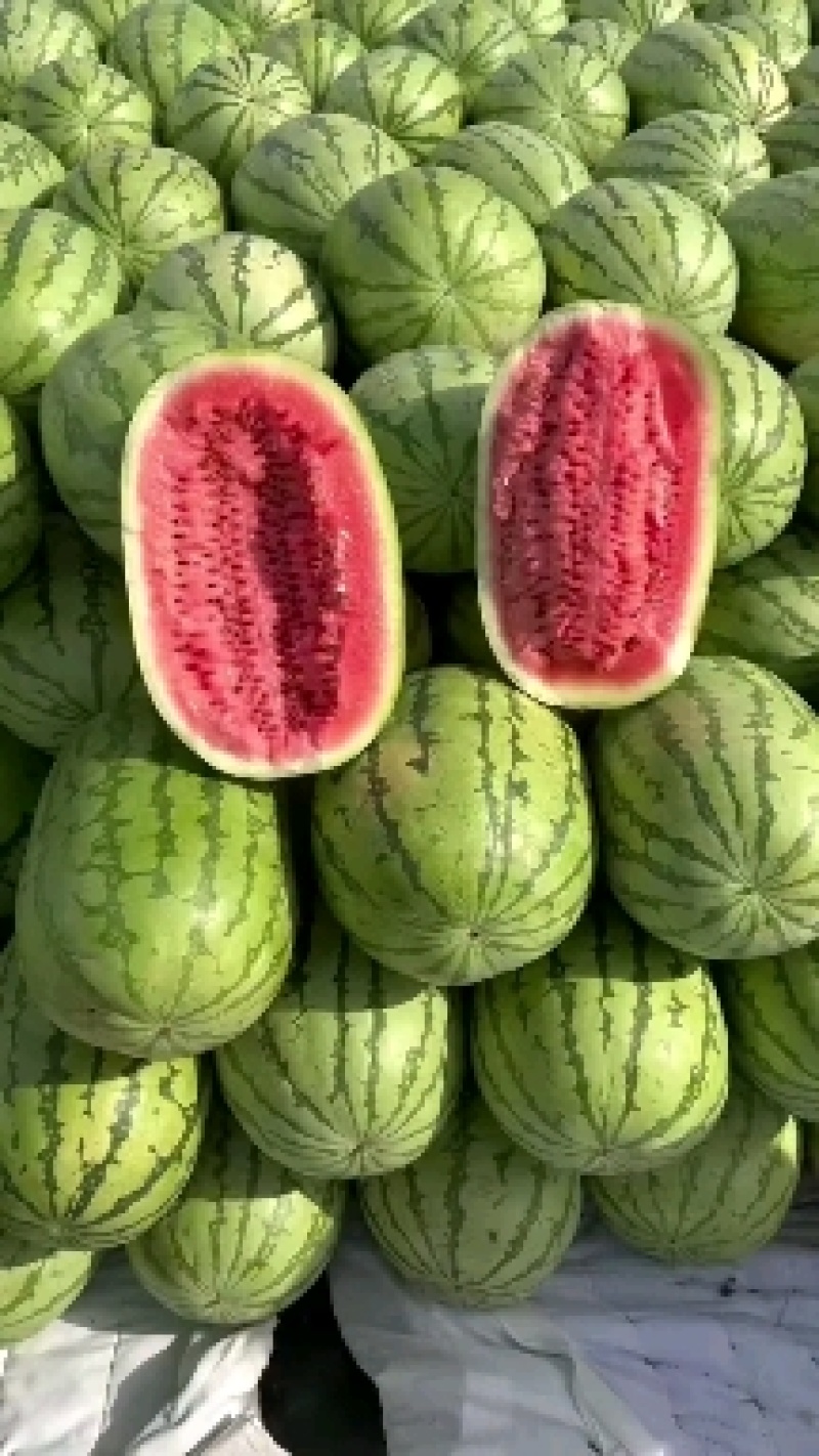 金花6号硒砂瓜/双红瓤/老金城/金城5号/石头瓜
