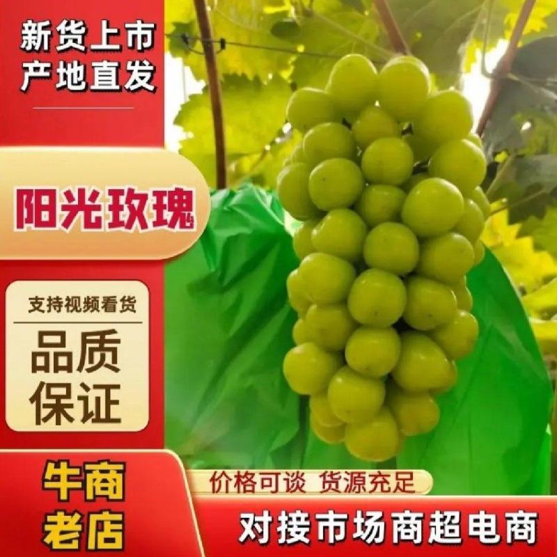 湖南常德澧县晴王阳光玫瑰葡萄中的爱马仕