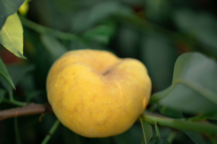 古代桃树与蟠桃果实