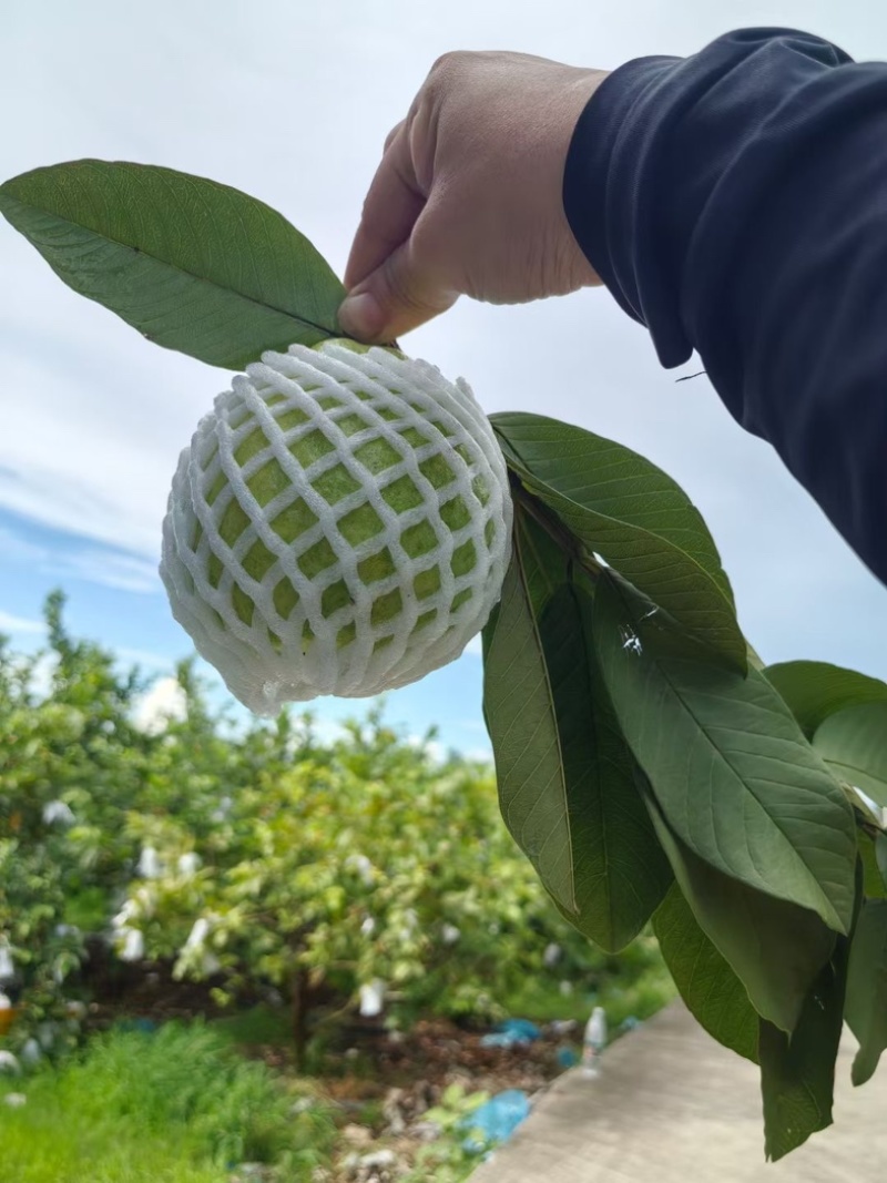 广东珍珠番石榴芭乐大量上货质量保证，量大从优欢迎订购