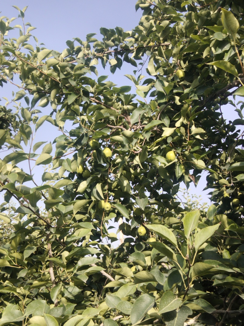 阿克苏高品质香梨欢迎各位老板来电咨询