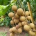 龙眼已经大量上市了大产区货源充足专业整车代办代发