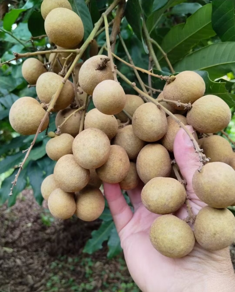 龙眼已经大量上市了大产区货源充足专业整车代办代发