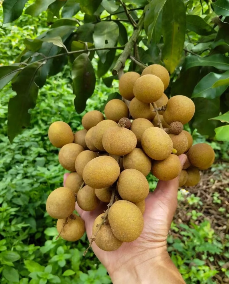 龙眼已经大量上市了大产区货源充足专业整车代办代发