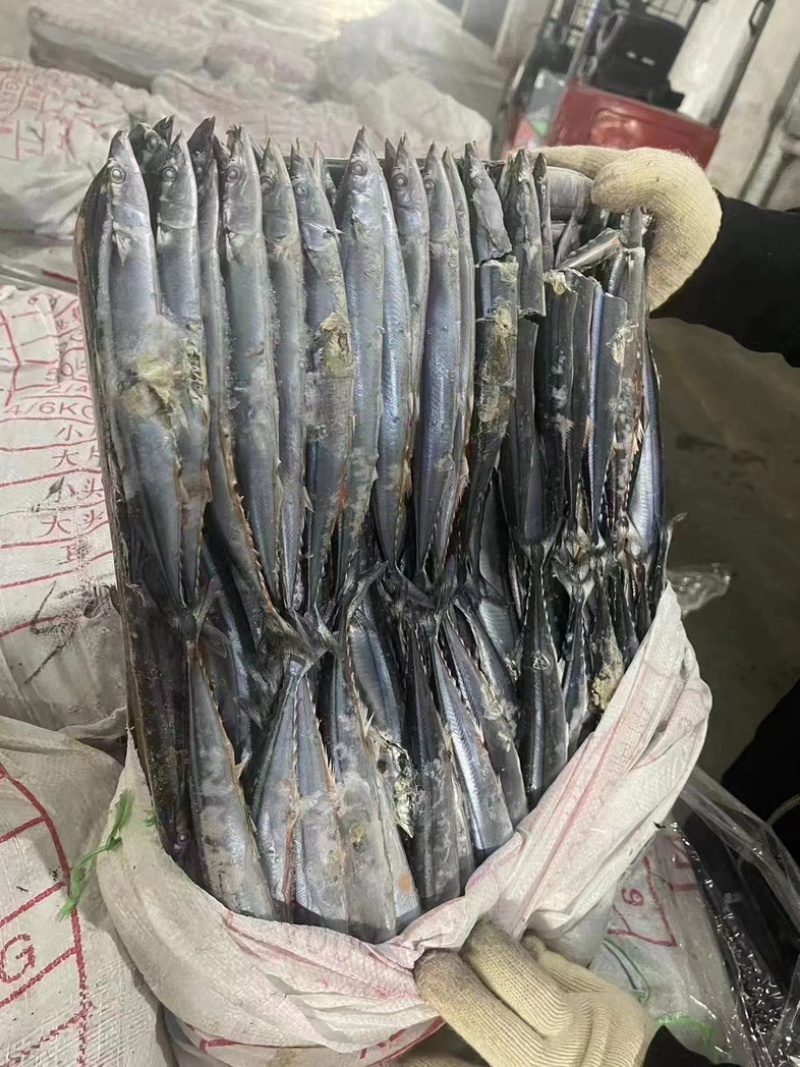 秋刀鱼5号处理价
