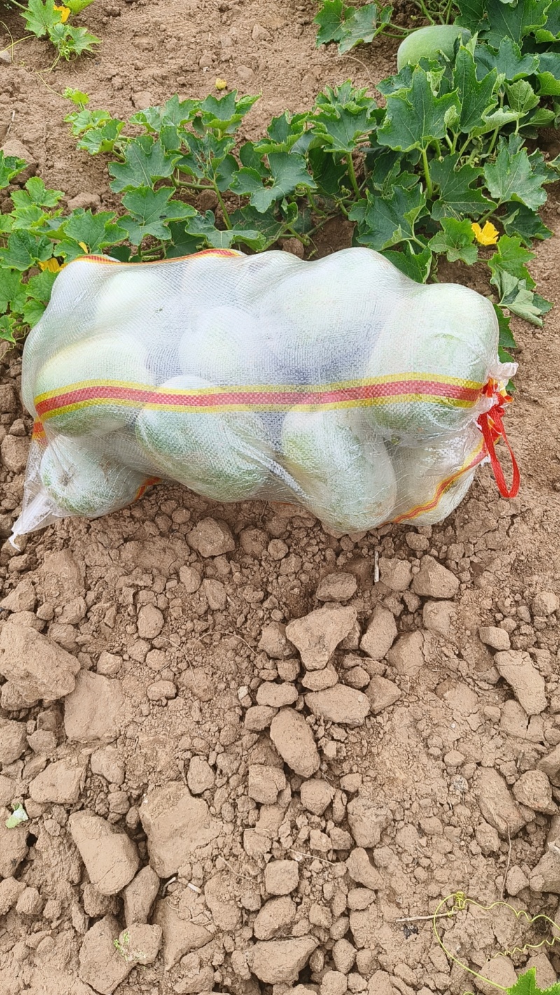 小粉包冬瓜小华玉冬瓜大粉宝冬瓜