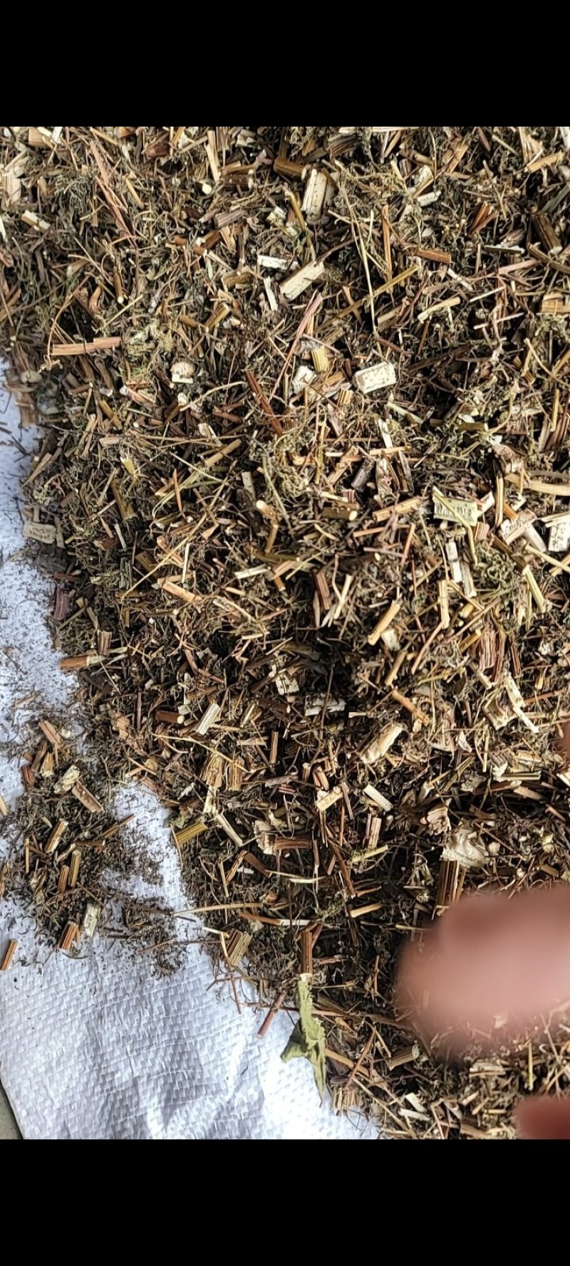 【青蒿】产地直销·量大从优·可预定规格·绵阳