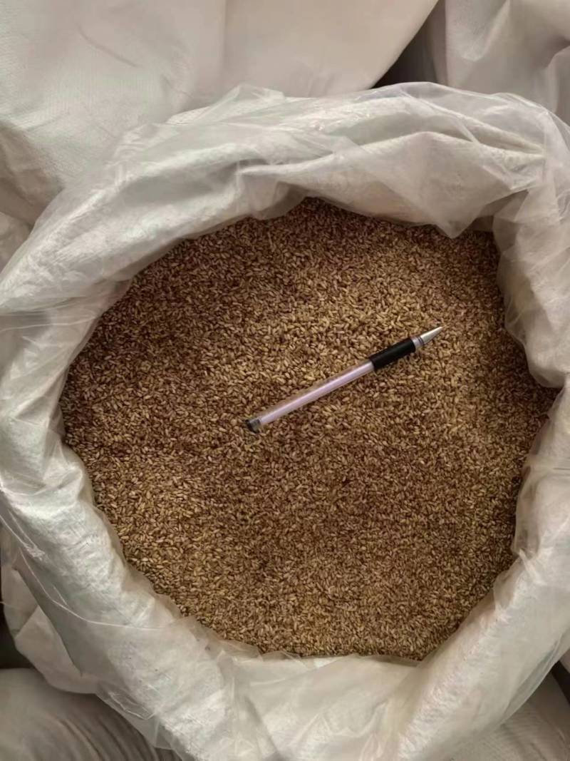 山东产柏子仁大量供应价格优惠品质保证欢迎来电