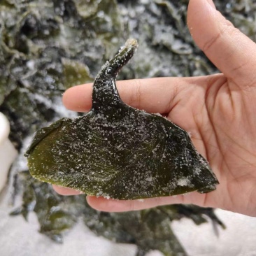 盐渍海带头批发福建霞浦海带新鲜海带跟非干货