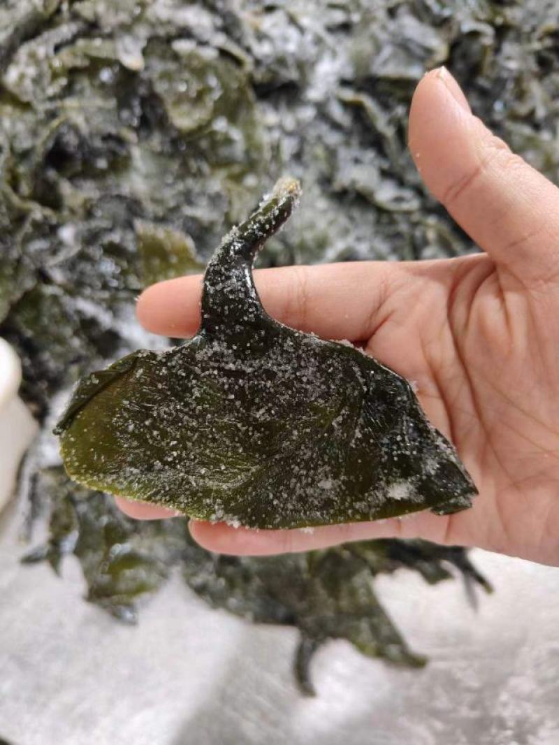 盐渍海带头批发福建霞浦海带新鲜海带跟非干货