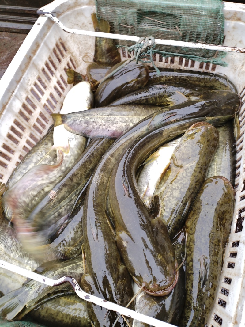 生态无油大口，物美价廉，丹江水养殖，无土腥味，可视频看货