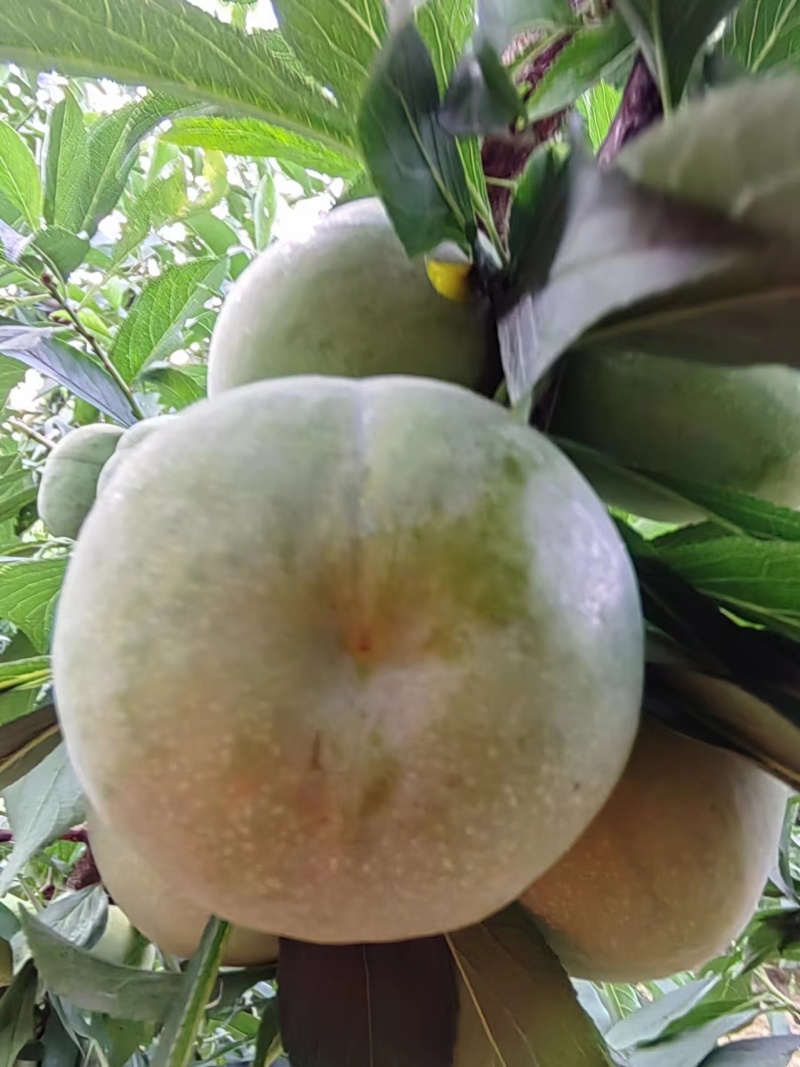 60万斤青脆李大量上市有看好的老板看过来了，
