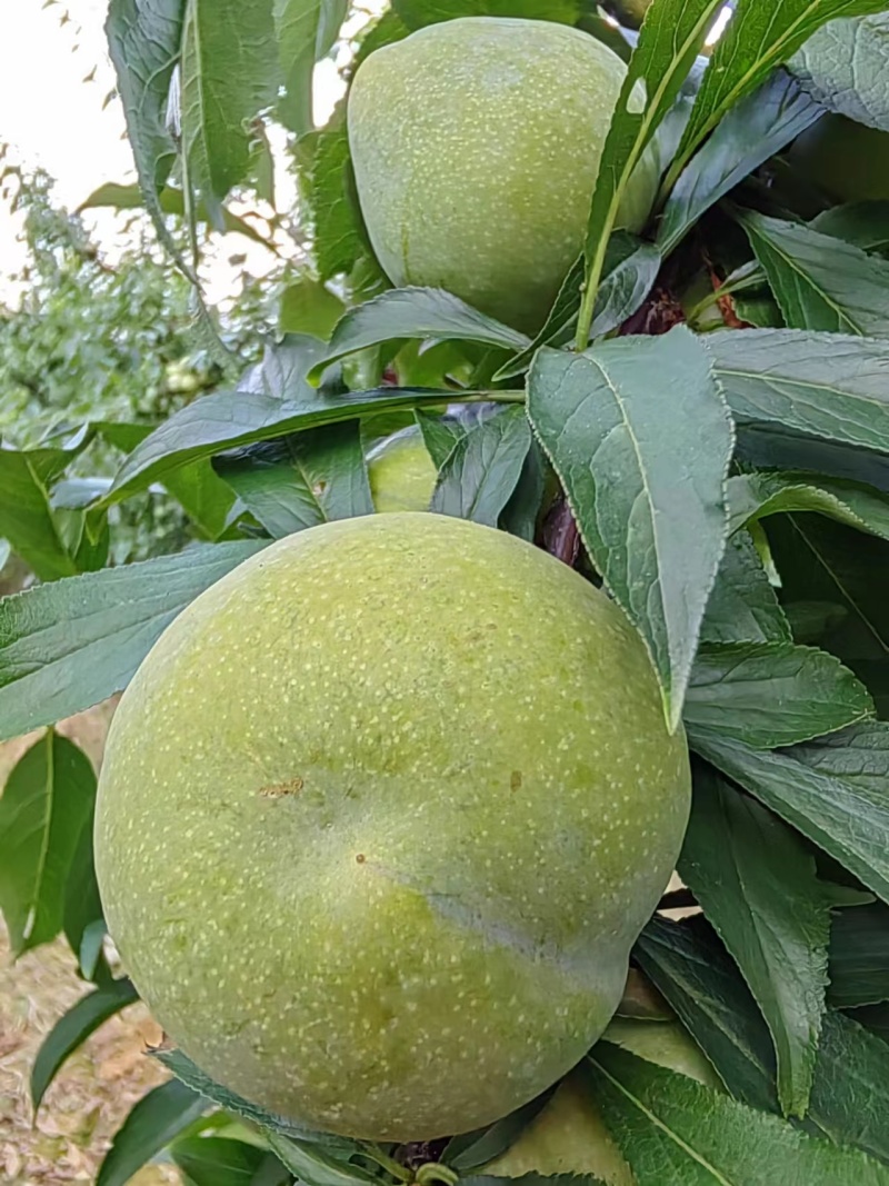 60万斤青脆李大量上市有看好的老板看过来了，