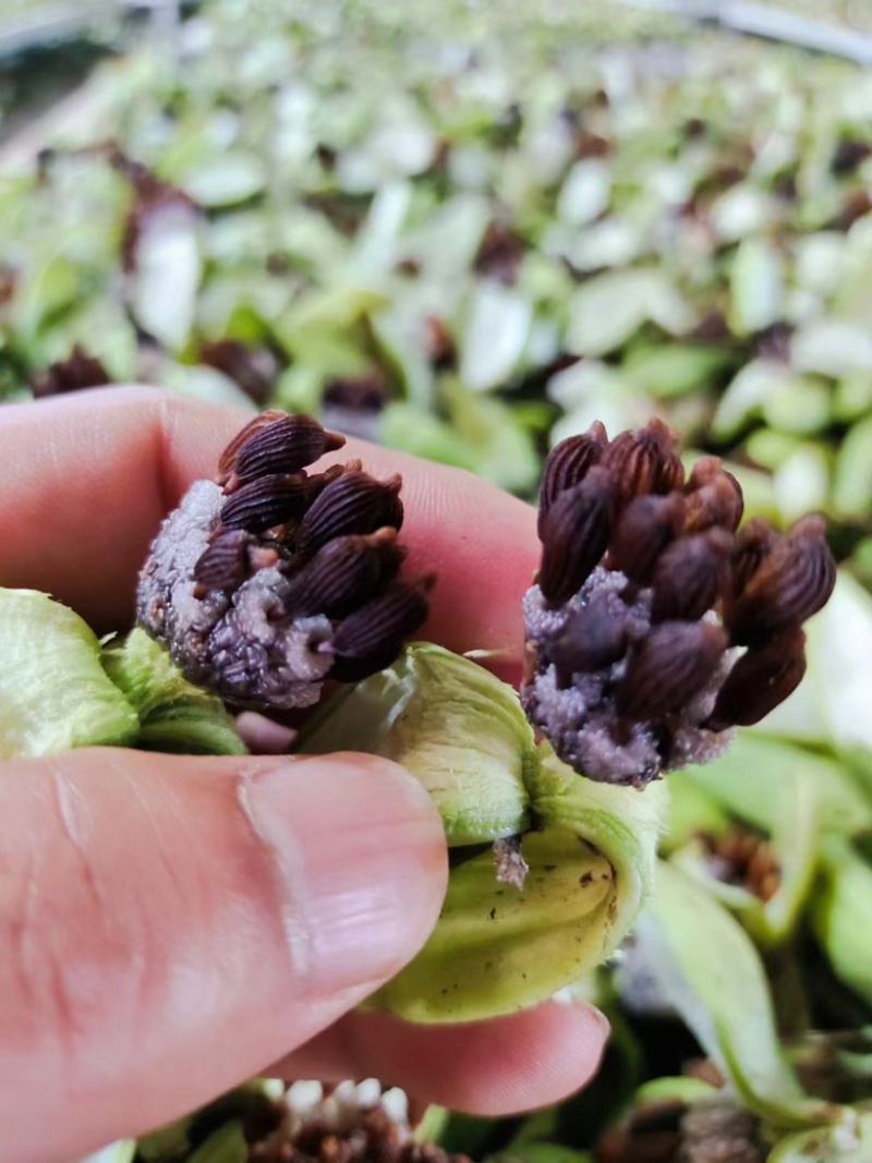 紫花对叶百部种子，手工剥籽晾干，量大从优，欢迎来电