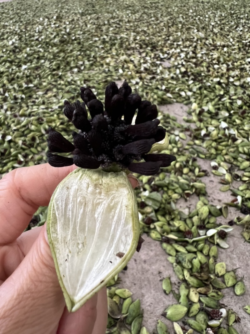 紫花对叶百部种子，手工剥籽晾干，量大从优，欢迎来电
