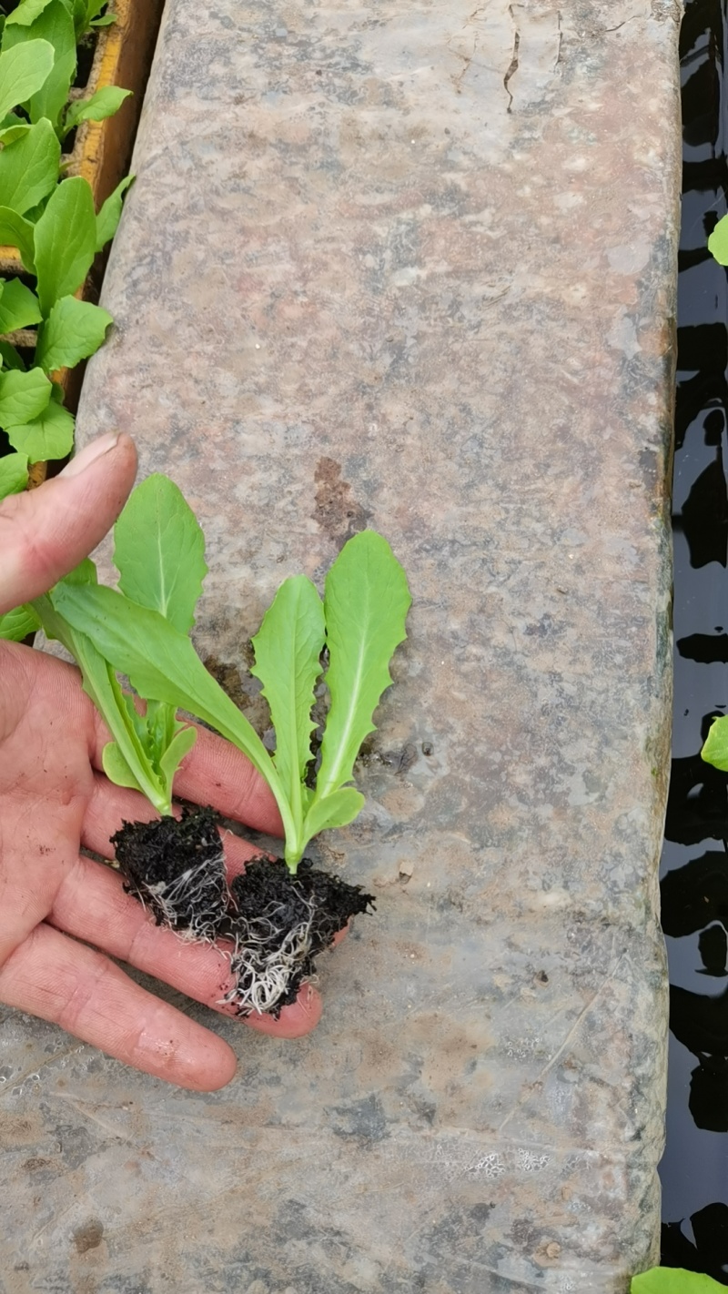 油麦菜苗，本基地全年供应各种蔬菜种苗，保质，成活率高