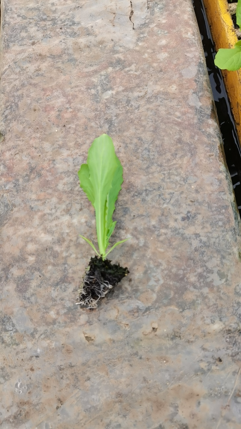油麦菜苗，本基地全年供应各种蔬菜种苗，保质，成活率高