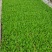 油麦菜苗，本基地全年供应各种蔬菜种苗，保质，成活率高