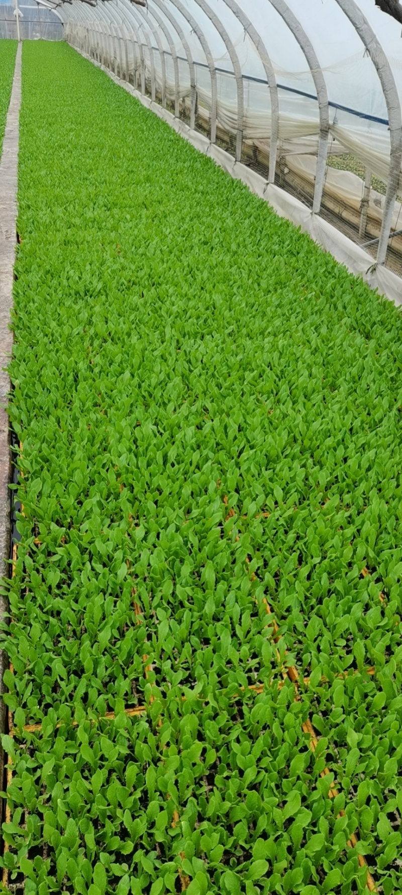 油麦菜苗，本基地全年供应各种蔬菜种苗，保质，成活率高