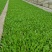 油麦菜苗，本基地全年供应各种蔬菜种苗，保质，成活率高